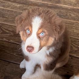 AKC Cash - Red tri-color male Australian Shepherd puppy in Call, Tx, Texas from Stover's Australian Shepherd's, LLC