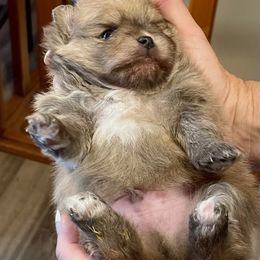 Pomeranian Puppies from Nikki’s lil Pomeranians