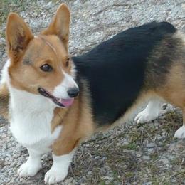 Tina - Pembroke Welsh Corgi