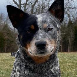 Silver Belle - Blue mottled female Australian Cattle Dog puppy in Irvington, Kentucky from Dry Valley’s Australian Cattle Dogs