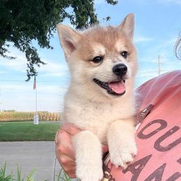 Valor - Wolf sable male Pomsky puppy in Doon, Iowa from Luxury Pomsky