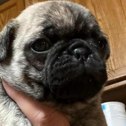 Frankie - Brindle male Pug puppy in South Carolina from Pugs From the Corner