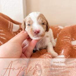 Angel - Parti female Goldendoodle puppy in California City, California from Summer Sun Doodles