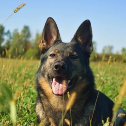 Basha  - German Shepherd