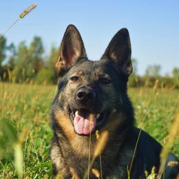 Basha  - German Shepherd