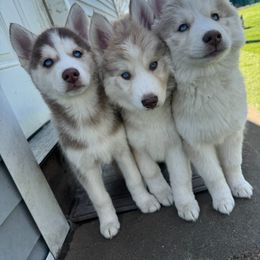 Siberian Husky Puppies from Young Orchard Siberians