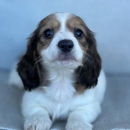 Girl 2 - Piebald female Dachshund puppy in Allenhurst, Georgia from B’s Dapper Dachshunds