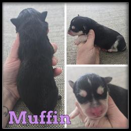 Muffin - Black and white female Siberian Husky puppy in Wheeler, Michigan from Haase Family Kennels