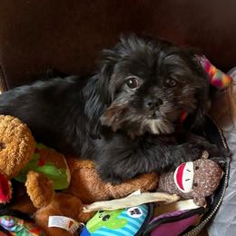 Allie - Shih Tzu