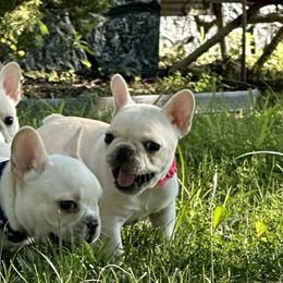 French Bulldogs from Harp Lux Frenchies