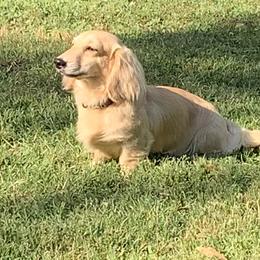 Tucker - Dachshund
