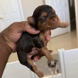Girl 3 - Chocolate and tan female Yorkshire Terrier puppy in North Las Vegas, Nevada from KD's Yorkshire Terriers