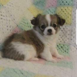Chihuahua Puppies from Lucky Star Chihuahuas