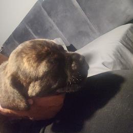 Fat man scoop - Black brindle male Cane Corso puppy in Bristol, Connecticut from Family Corso Kennels
