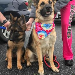 German Shepherd Puppies from Countryside Kennel