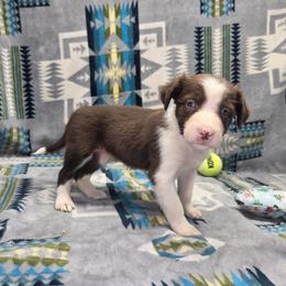 Cleo - Red female Border Collie puppy in Gary, Indiana from Lake Ridge Border Collies
