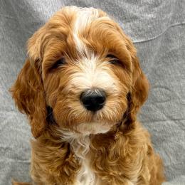 Orange Boy - Red  male Goldendoodle puppy in Travelers Rest, South Carolina from Bailey Mountain Doodles