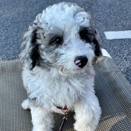 Bandit - male Aussiedoodle puppy in Atlanta, Georgia from ADreamcatchers Doodles