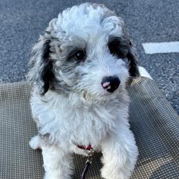 Bandit - male Aussiedoodle puppy in Atlanta, Georgia from ADreamcatchers Doodles
