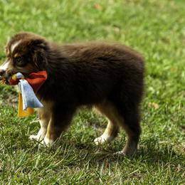 Chevelle Brown eyes - Red tri-color female Miniature American Shepherd puppy in Franklinville, North Carolina from Fine Hill Miniature Americans