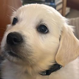Gray (3700) - Light golden male Golden Retriever puppy in Pahrump, Nevada from Southern Nevada Goldens