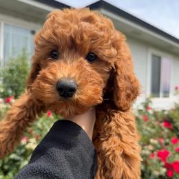 Pink - Red  female Goldendoodle puppy in Caldwell, Idaho from Idaho Mini Doodles