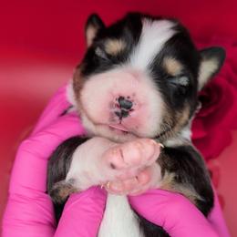 Quinn4Boy5- BTM,LONG,AKC,OFAs,Genetics - Black tri-color male Australian Shepherd puppy in South Hill, Virginia from Silverside Aussies LLC
