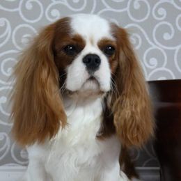 Cavalier King Charles Spaniel Puppies from Castlemar Cavaliers