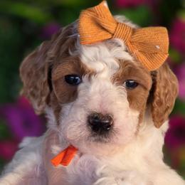 Suede - Parti female Goldendoodle puppy in Vernon, Texas from Sugarland's Texas Goldendoodles