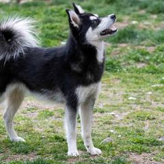 Calypso - Alaskan Klee Kai