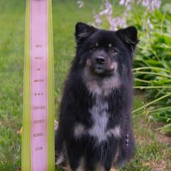 Finnish Lapphunds from Forest Trail Finnish Lapphunds