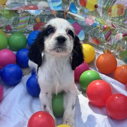 June - Black and white female English Springer Spaniel puppy in Madison, Indiana from McCollough's Pawsome Spaniels and Danny's Delightful Dachshunds