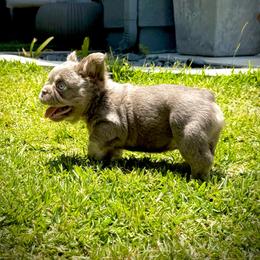Axel - Tricolors male French Bulldog puppy in San Diego, California from Hlop Frenchies LLC