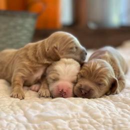 Cockapoo Puppies from Bright and Beautiful Cockapoos