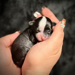 Elphaba - Black and white female Chinese Crested puppy in Brooksville, Florida from Ariella Standard Poodles & Chinese Cresteds