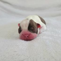 Boston Terrier Puppies from White Valley Boston Terriers