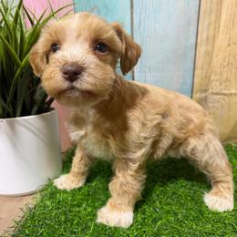 Charley - Wheaten male Miniature Schnauzer puppy in Lufkin, Texas from C&K’s Schnauzer House