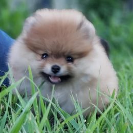 Pomeranian Puppies from Mai-Ryms Pomeranians