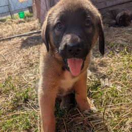 Boy 5- Light Green Boy - Fawn male Anatolian Shepherd Dog puppy in Cleveland, Minnesota from Schmahl Family Farms