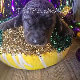 Stella - Blue and tan female Dachshund puppy in Poplarville, Mississippi from T's Kennel