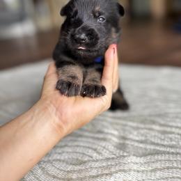 Royal Blue Boy - Bi-color male German Shepherd puppy in Rensselaer Falls, New York from Von Dem Flussufer