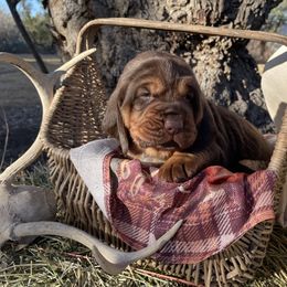 Girl 1 - Liver and tan Bloodhound puppy in Vanderpool, Texas from Kiwi Hunting Services