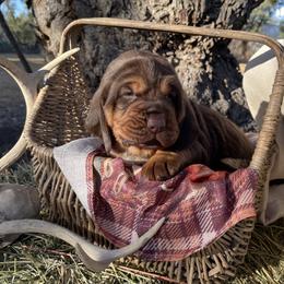 Girl 1 - Liver and tan Bloodhound puppy in Vanderpool, Texas from Kiwi Hunting Services