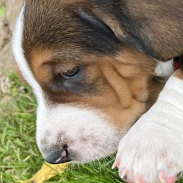 Basset Hound Puppies from Brookside Bassets