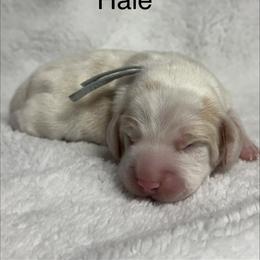Hale AKC - Lemon and white male Beagle puppy in Rogersville, Missouri from Hales Little Beagle Haven