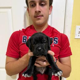 Girl 1 - Black female Cane Corso puppy in Kaufman, Texas from Phantom Corsos