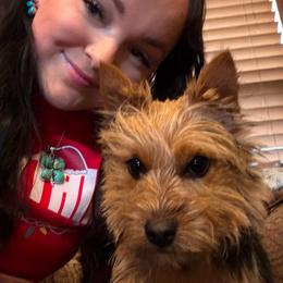 Paris - Norwich Terrier