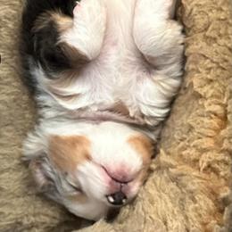 Blue female - Blue merle female Toy Australian Shepherd puppy in Lame Deer, Montana from Bar M Toy Aussies
