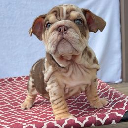 Typhoon - Chocolate tri-color male Bulldog puppy in Dalton, Georgia from Reyes Bulldogs of North Georgia