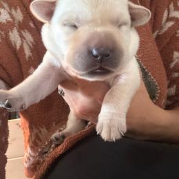 Boy 3 - Yellow male Labrador Retriever puppy in Isanti, Minnesota from Four Corners Family Labs